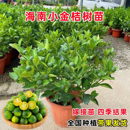 青柠金桔树盆栽带果可食用水果树苗青桔柠檬树阳台庭院四季绿植物