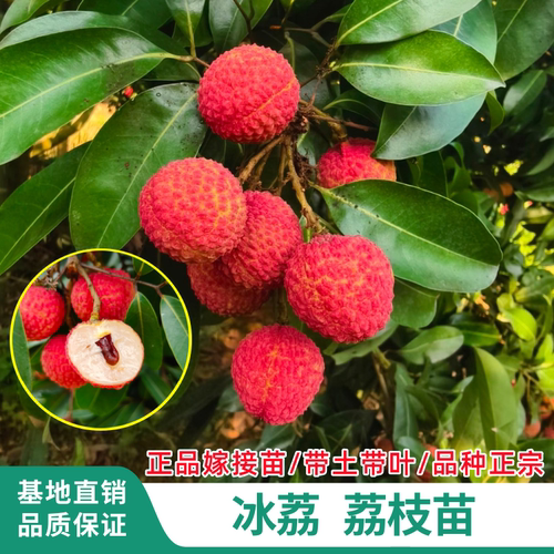 正宗冰荔荔枝苗嫁接盆栽南方种植