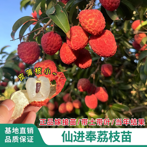 增城仙进奉冰荔无核荔枝嫁接苗