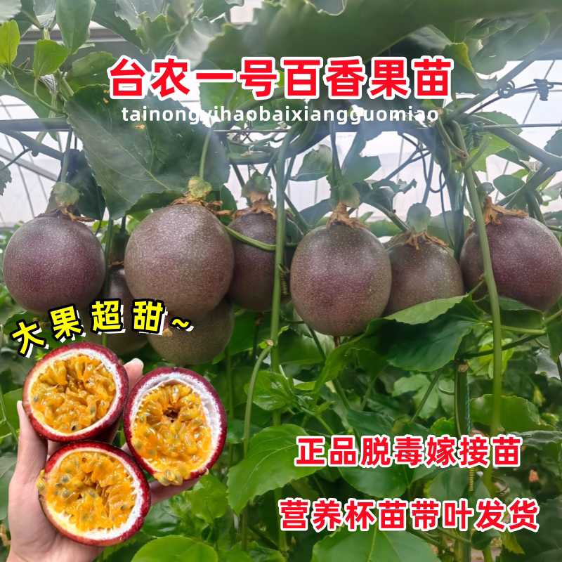 台农一号百香果苗嫁接苗爬藤盆栽图片