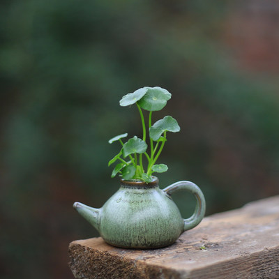 适合幼儿园小朋友养的植物宿舍书桌面花花草草小盆栽室内儿童好养