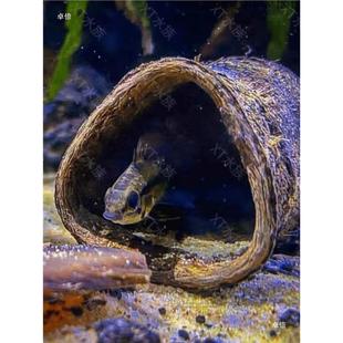 圆形鱼缸造景摆件南美缸果壳  装饰 果壳 短鲷躲避 鱼缸躲避屋