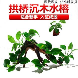 鱼缸造景生态全套沉木水草大叶水榕水培植物阴性真草大缸榕树装饰