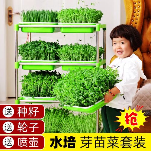 育苗水培蔬菜无土栽培豆芽