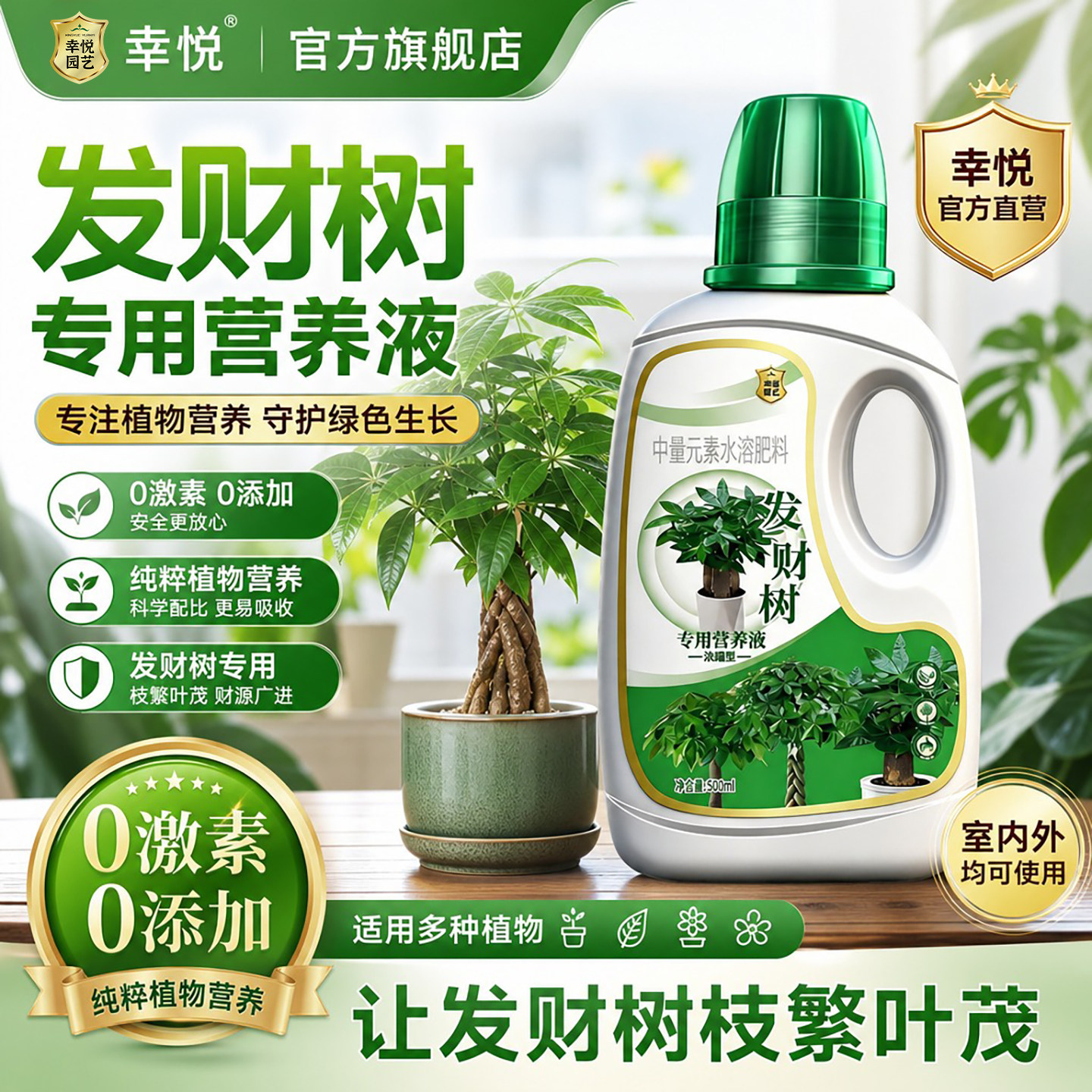 发财树营养液专用肥料治图片