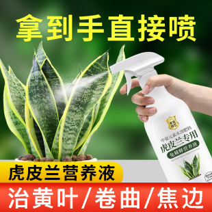 虎皮兰营养液免稀释花肥虎皮兰专用肥料盆栽金边绿植水溶肥