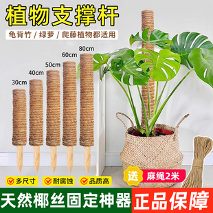 龟背竹支撑杆棕榈柱防倒伏支架花柱子植物支撑杆椰棕棒绿萝攀爬柱
