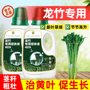 龙竹营养液盆栽植物生根肥料文昌竹转运竹富贵竹专用肥治叶子发黄