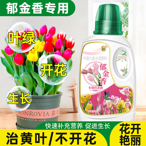 水培郁金香营养液种球爆芽肥料