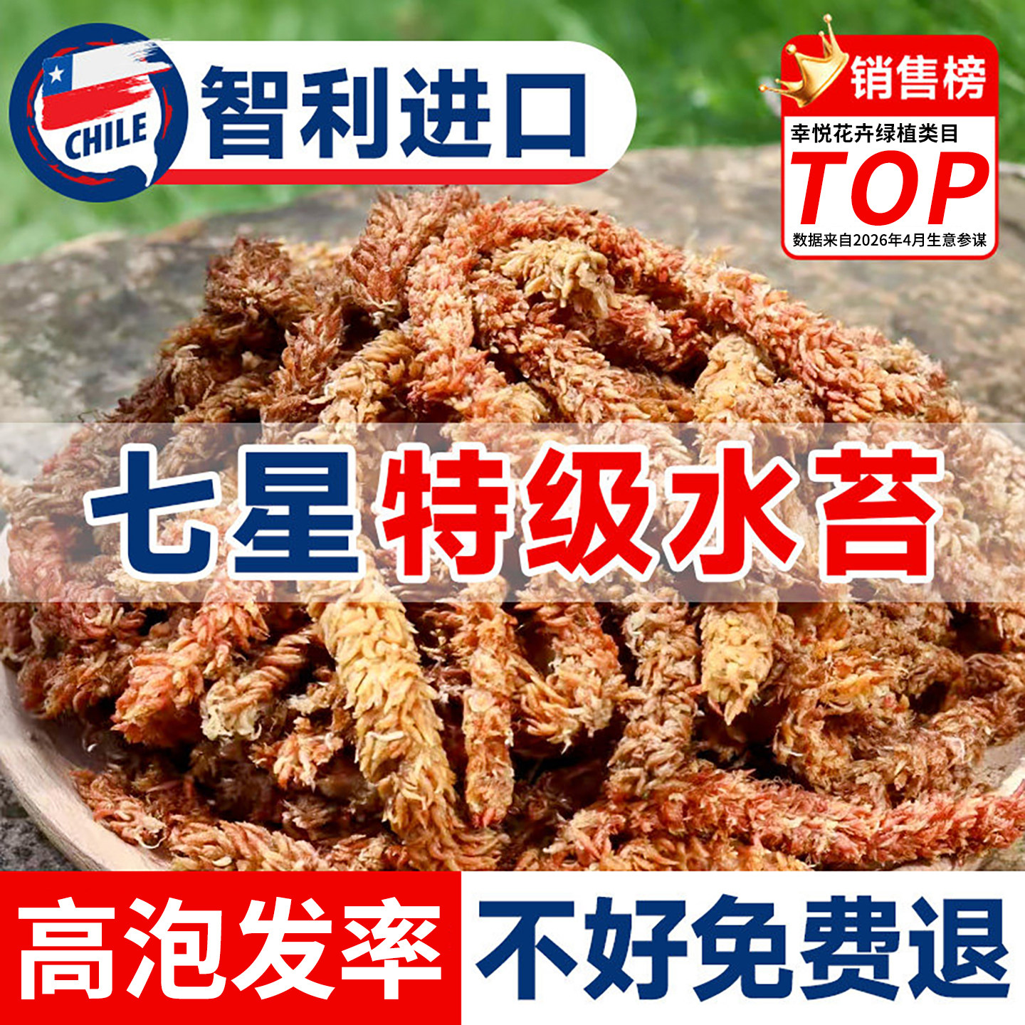 智利进口七星水苔毛毛虫干苔藓兰花营养土乌龟冬眠垫材蝴蝶兰专用