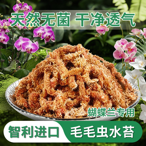 智利进口毛毛虫水苔干苔藓蝴蝶兰水苔兰花石斛营养土乌龟冬眠垫材