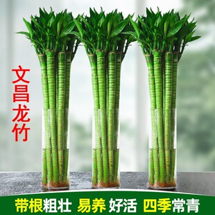 文昌竹龙竹观音竹盆栽水培带根特粗大4支水养高端正宗特级绿植物