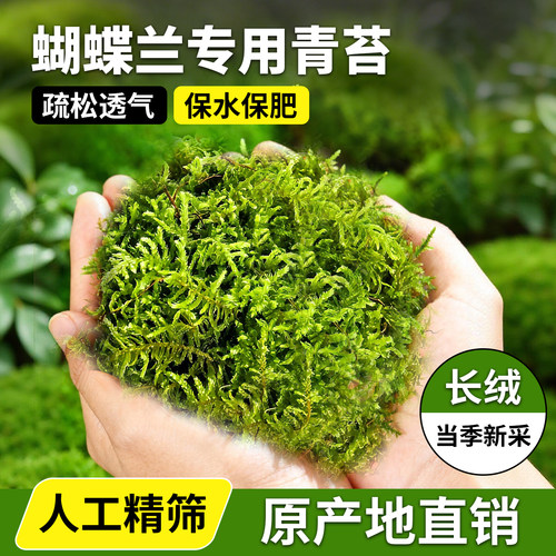 幸悦青苔蝴蝶兰专用植物营养土