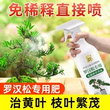 Симптомы питания Luo Han Song не разбавляют удобрения цветочных удобрений.