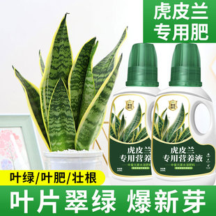 虎皮兰营养液促花肥白玉金边虎皮兰专用肥料虎尾兰绿植肥料水溶肥