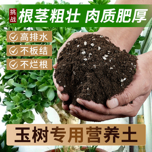 玉树专用营养土叶片厚绿根系好