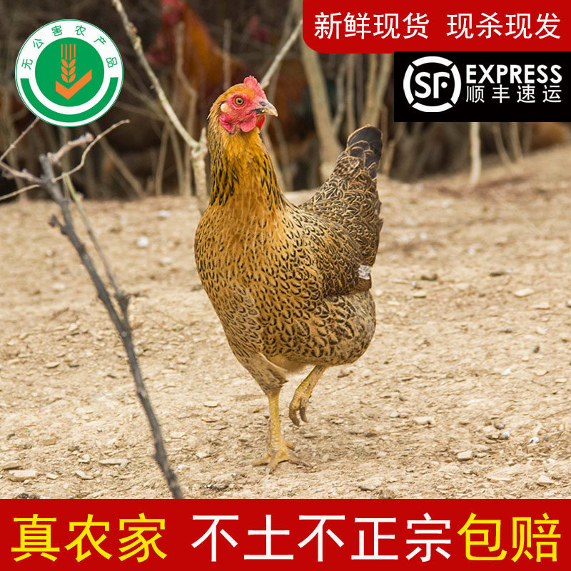 龙游飞鸡麻鸡富硒 现杀土老母鸡山林散养母鸡