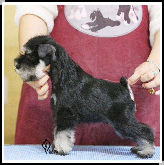 【苏州品尚犬舍】赛级黑银色迷你雪纳瑞 公犬