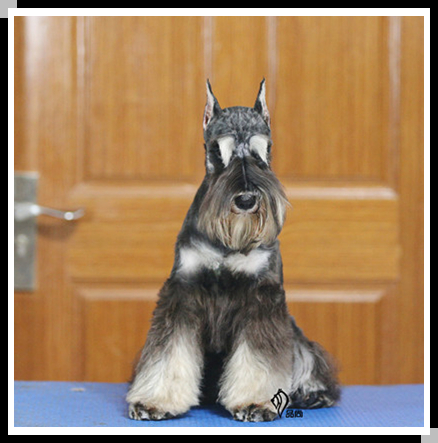 【苏州品尚犬舍】赛级黑银色迷你雪纳瑞 母犬 cku证书