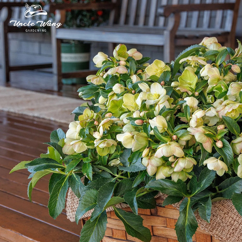 种花王大爷 铁筷子冬日铃铛永无止境花卉盆栽阳台庭院耐寒植物,鲜花速递/花卉仿真/绿植园艺,时令草本花卉,淘宝优惠券,粉丝福利购,淘宝优惠卷