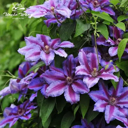 种花王大爷 铁线莲【2加仑合集】花卉盆栽苗多年生藤本花卉爬藤