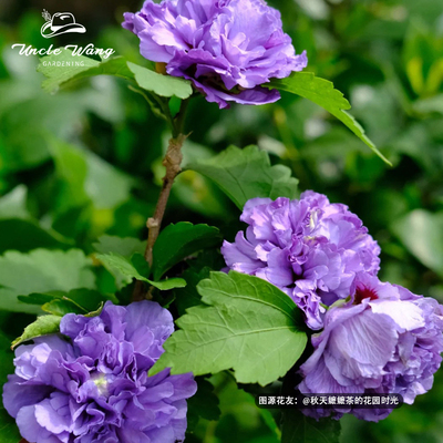 种花王大爷 木槿花苗盆栽耐热好养多年生阳台庭院四季花卉