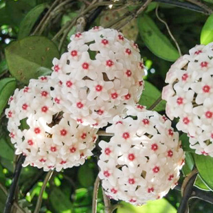 种花王大爷 球兰混苗盆栽苗藤本花卉爬藤植物庭院花卉