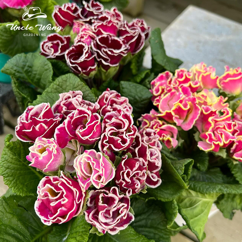 种花王大爷 玫瑰报春阳台花园庭院草本花卉盆栽,鲜花速递/花卉仿真/绿植园艺,时令草本花卉,淘宝优惠券,粉丝福利购,淘宝优惠卷