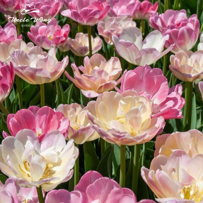 种花王大爷 郁金香种球5度球混球30球荷兰进口可地栽盆栽球根植物,鲜花速递/花卉仿真/绿植园艺,种球/裸根,淘宝优惠券,粉丝福利购,淘宝优惠卷