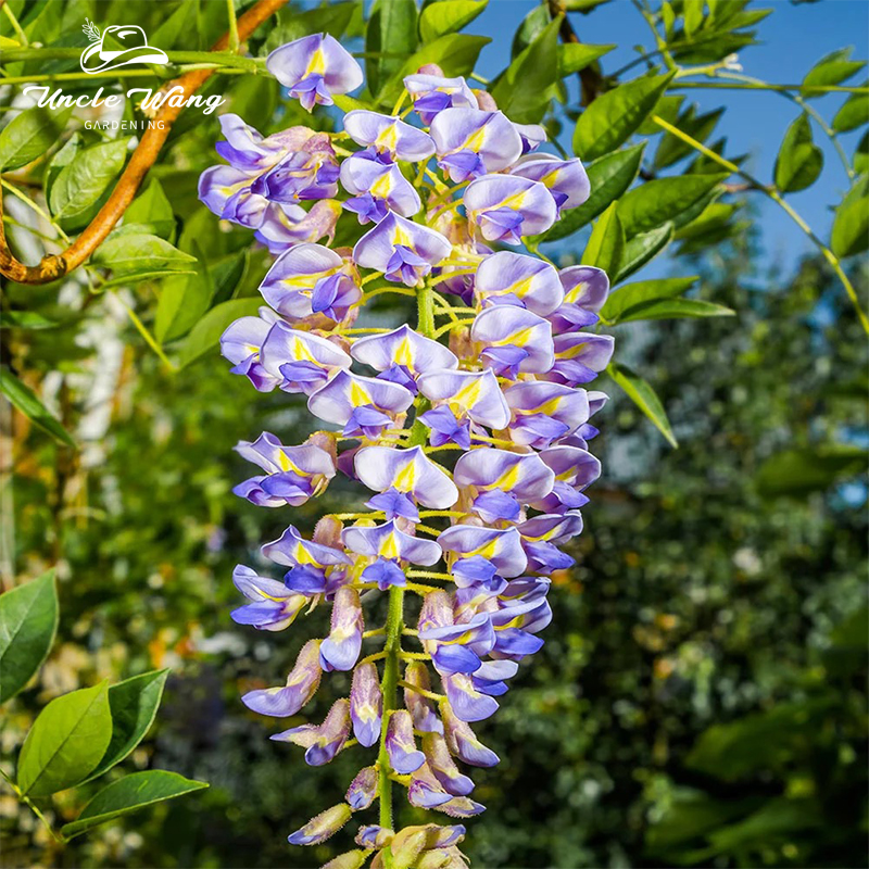 种花王大爷紫藤蓝月亮土球花苗
