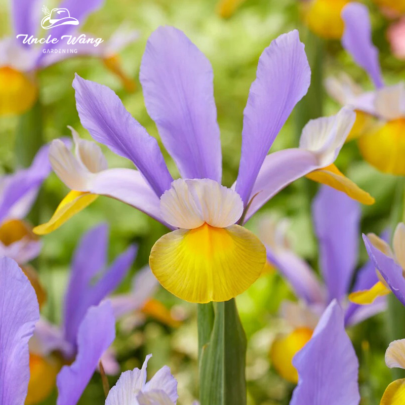 种花王大爷 荷兰鸢尾种球球根花卉盆栽阳台庭院美观趣味栽种乐趣