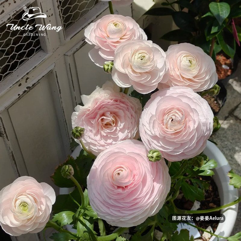 种花王大爷 日系洋牡丹根花卉阳台花园庭院多年生球根花卉