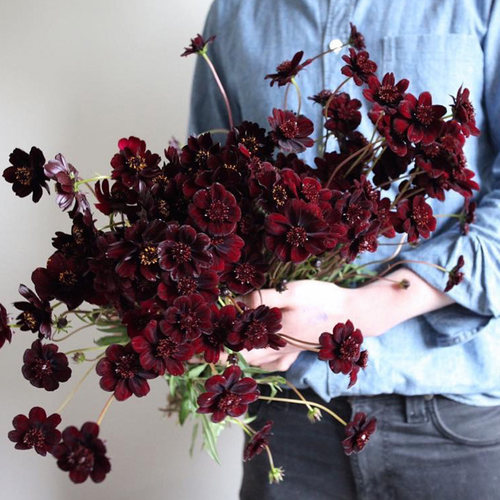 种花王大爷巧克力秋英好养花期长