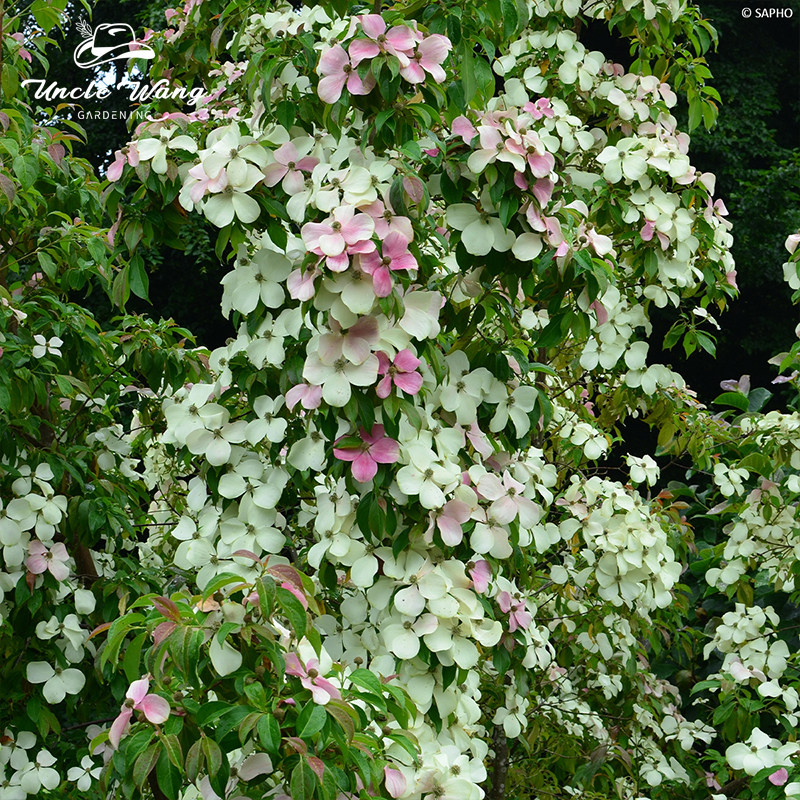 种花王大爷 四照花“翱翔天际”盆栽多年生庭院阳台耐阴耐寒植物,鲜花速递/花卉仿真/绿植园艺,时令草本花卉,淘宝优惠券,粉丝福利购,淘宝优惠卷