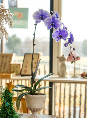 种花王大爷 蝴蝶兰马卡龙紫色阳台客厅兰花四季花卉好养净化空气
