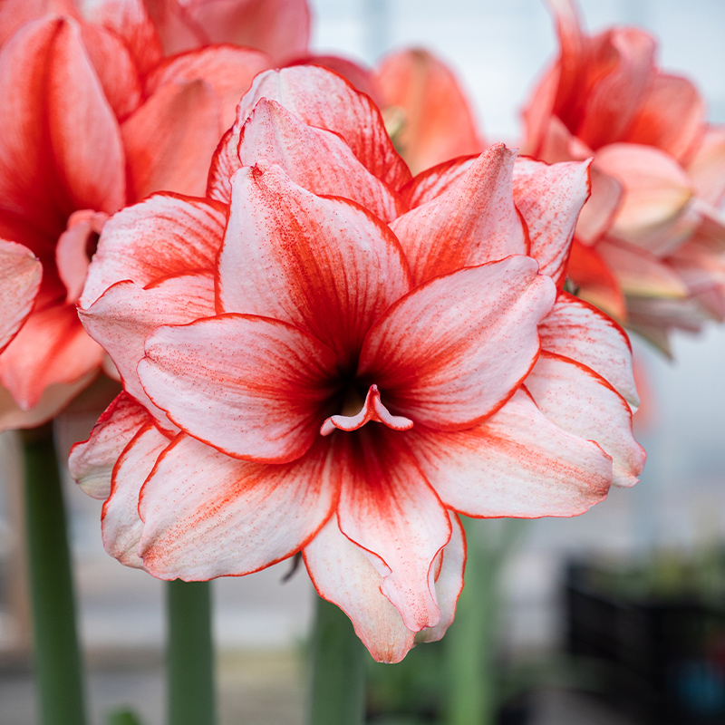 种花王大爷朱顶红鬼魅种球盆栽