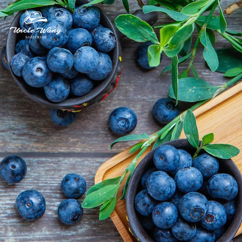 种花王大爷 蓝莓盆栽花苗果树四季种植可食用果苗植物,鲜花速递/花卉仿真/绿植园艺,果树,淘宝优惠券,粉丝福利购,淘宝优惠卷