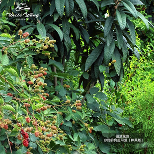 种花王大爷 花香黑莓果树盆栽水果树苗阳台庭院地栽植物浆果易活