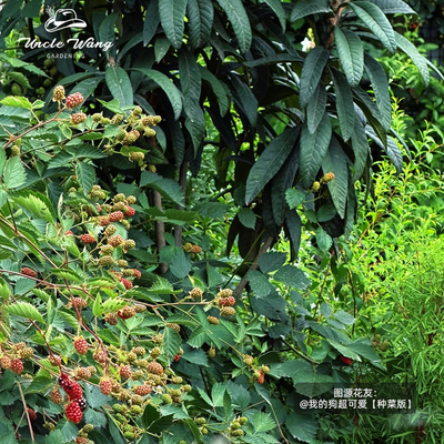 种花王大爷 花香黑莓果树盆栽水果树苗阳台庭院地栽植物浆果易活