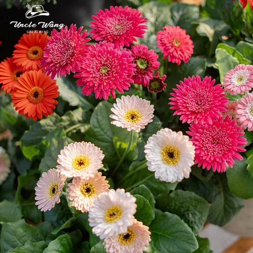 种花王大爷 非洲菊盆栽植物简单好养观花花卉阳台庭院花园