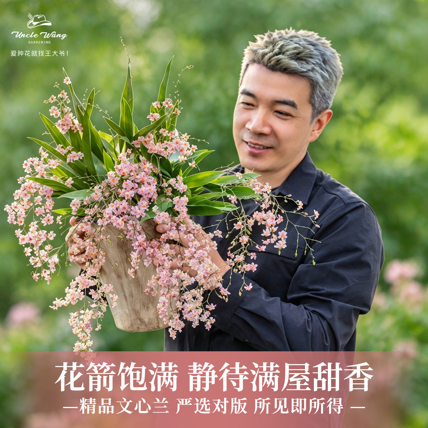 种花王大爷梦香文心兰带花苞盆栽有香味兰花室内桌面阳台绿植花卉