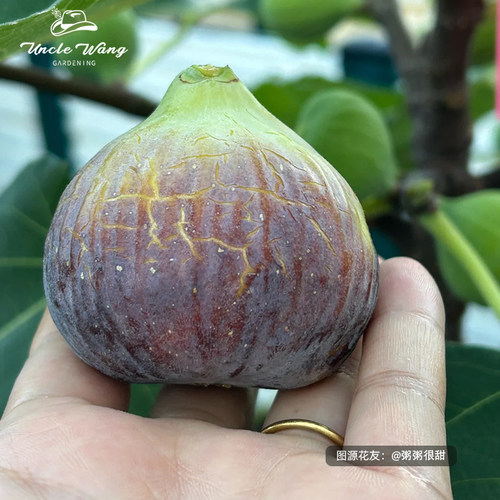 种花王大爷 无花果格莱斯树苗果苗果树盆栽种植阳台庭院好养水果