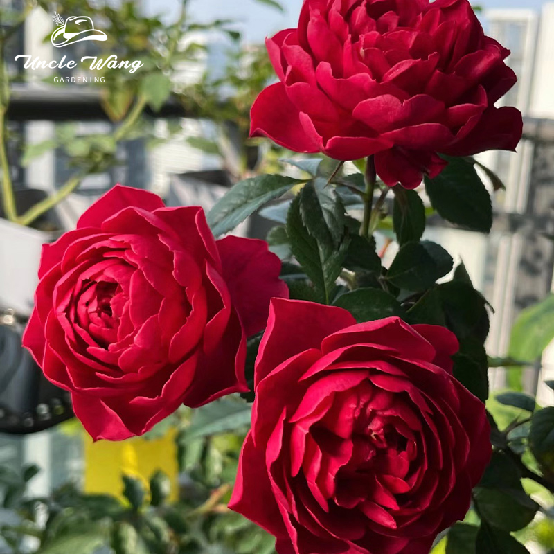 种花王大爷月季花苗阳台庭院
