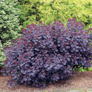 种花王大爷 烟树棒棒糖美植袋花园庭院观叶多年生小乔木耐寒