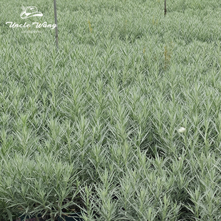 种花王大爷 银叶艾宿根多年生耐寒耐热阳台庭院植物