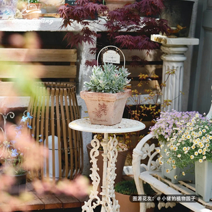 种花王大爷 银叶蜡菊红宝石簇多年生宿根植物庭院阳台盆栽