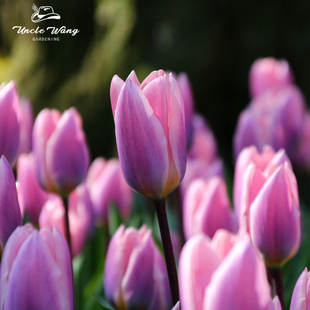 5度球种球花卉地栽花卉植物耐寒 光与梦 种花王大爷 郁金香