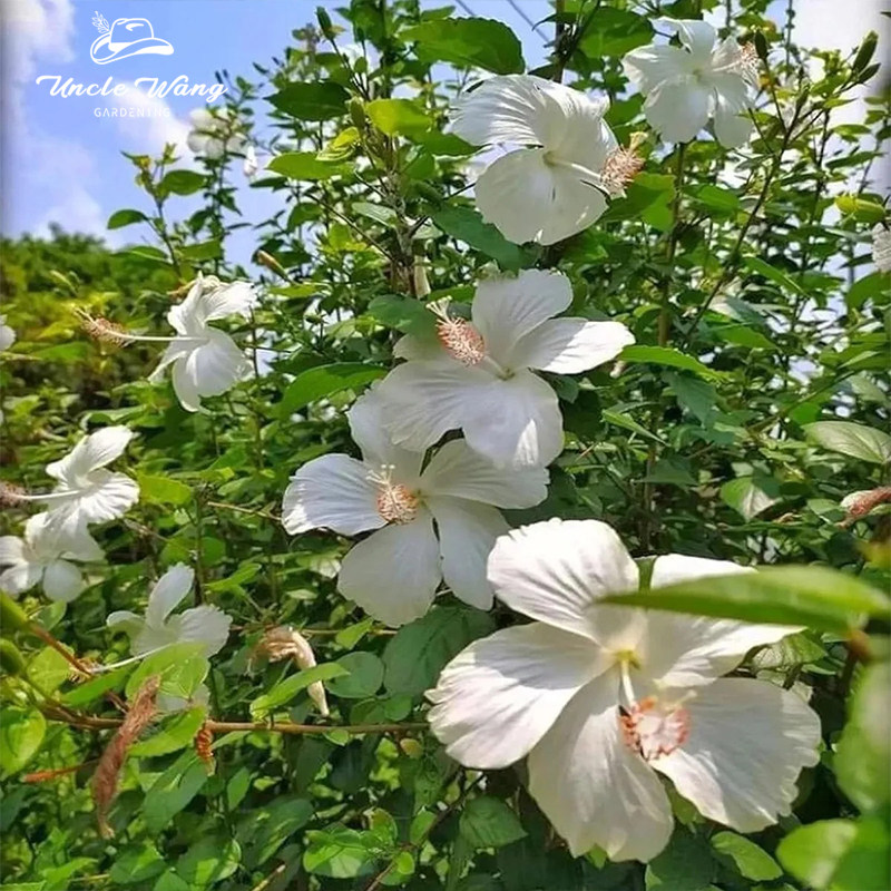种花王大爷 扶桑花盆栽多年生庭院阳台盆栽耐热开花小机器