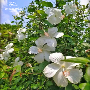 种花王大爷 扶桑花盆栽多年生庭院阳台盆栽耐热开花小机器