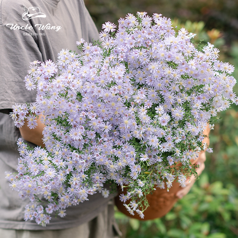 种花王大爷紫菀小卡罗花好养花园花境花卉室内盆栽植物庭院阳台